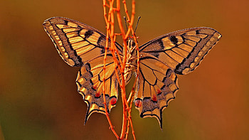 Plant, Macro, Butterfly, Wings HD wallpaper