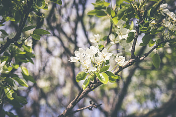 Flowers, Bloom, Flowering, Branch, Spring HD wallpaper