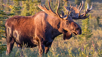 Majestic moose, High-definition beauty, Striking visuals, perfection HD wallpaper