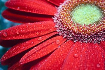Red flower, gerbera, close up HD wallpaper