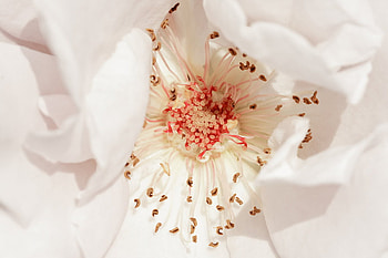 lovely flower, plants, soft, nice, delicate, pretty, blossoms, bud, nature, flowers, blooms, lovely HD wallpaper