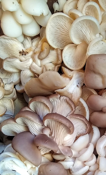 Oyster mushrooms, Jupiter Ridge Farm, Organic cultivation, Farm-fresh harvest HD phone wallpaper
