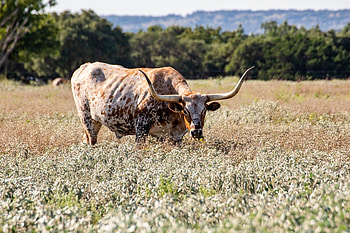 Texas longhorn, LBJ ranch, Longhorn animal HD wallpaper