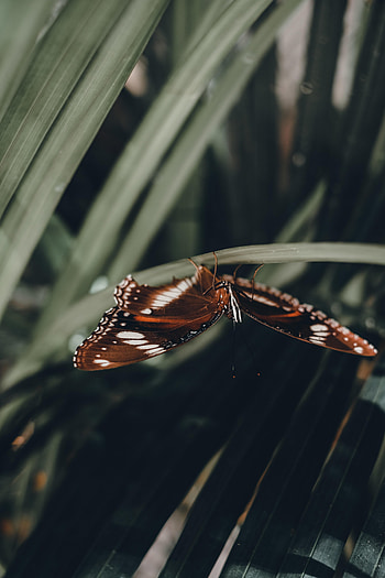 Animals, Macro, Pattern, Sheet, Leaf, Butterfly, Wings HD phone wallpaper