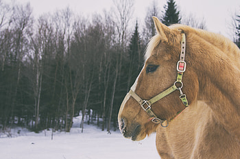 Animals, Muzzle, Mane, Horse HD wallpaper