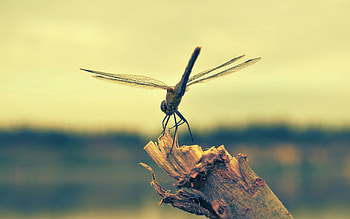 Macro, Wood, Wooden, Insect, Flight, Dragonfly HD wallpaper