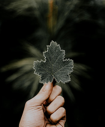 Nature, Leaves, Macro, Hands, Fingers HD phone wallpaper