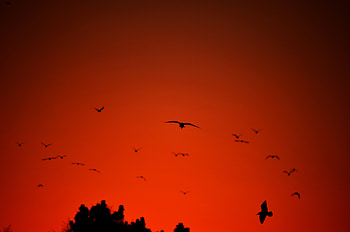 Dark, Silhouette, Bird, Flight, Wings HD wallpaper