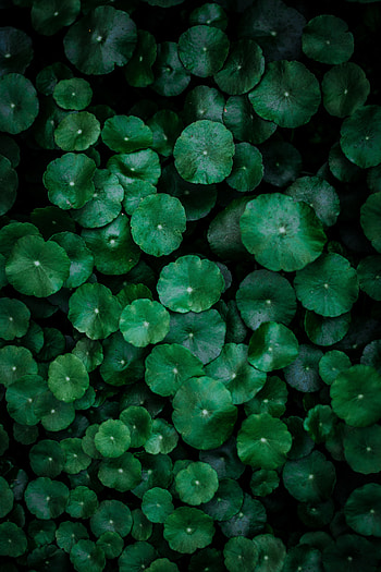Plants, Nature, Leaves, Surface HD phone wallpaper