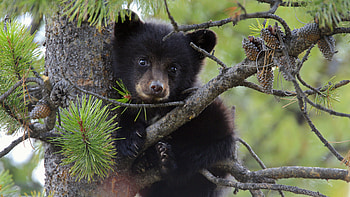 Animals, Bears HD wallpaper