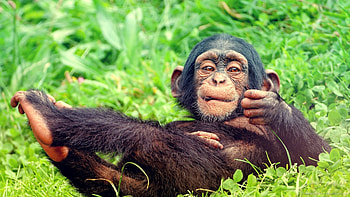 Resting Baby Monkey for HD wallpaper