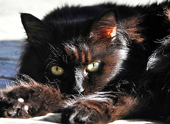 Cat, black, kitty, , nice HD wallpaper