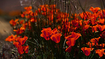 Flowers, Grass, Shadow, Stems HD wallpaper