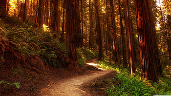 Scenic redwood forest, Peaceful surroundings, Enchanting beauty, Majestic trees HD wallpaper