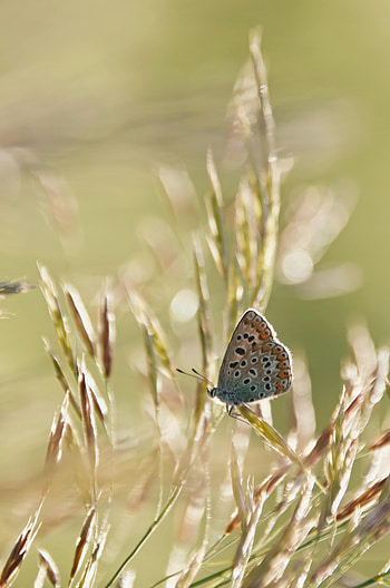 Animals, Pattern, Stains, Spots, Butterfly, Ears, Wings, Spikes HD phone wallpaper