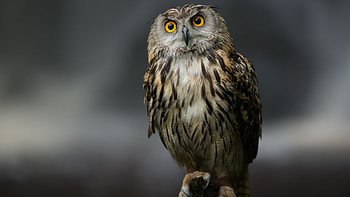 Animals, Birds, Owl HD wallpaper