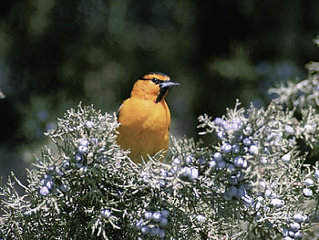 Oriole-Bird, cool, bird, , oriole HD wallpaper