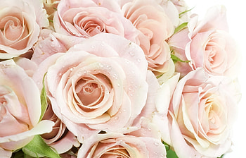 Plants, Flowers HD wallpaper