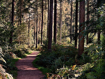 Dark Path, trees, bush, light, path HD wallpaper