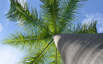 Palm Tree, up down, nature, palm, tree HD wallpaper