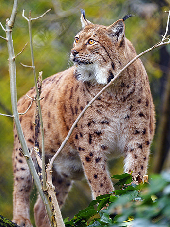 Animals, Iris, Brown, Predator, Big Cat, Animal HD phone wallpaper