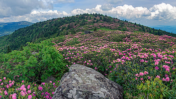 Pink Flowers Green Leaves Plants Mountain Slope White Clouds Blue Sky Background Flowers HD wallpaper