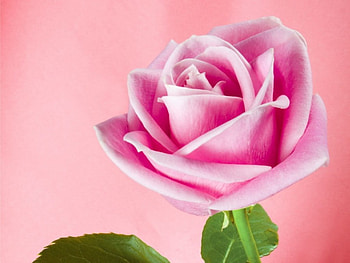 Pink Shadow, pink rose, apricot pink background HD wallpaper