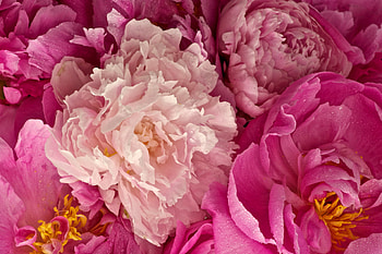 Outstanding Pink Peony Wide HD wallpaper