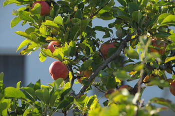 Haus Lagger region, Seefeld, Tranquil retreat, Apple tree's charm HD wallpaper