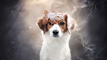 Doggo, bark, animal, puppy HD wallpaper