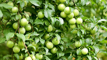 Fruit , Vibrant colors, Nature's bounty, Wholesome delights HD wallpaper