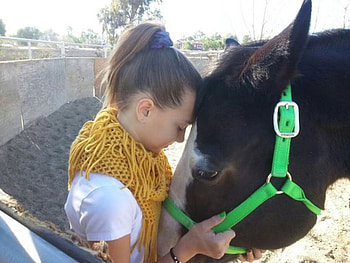 A Girl And Her Horse, animal, horse, friends, love HD wallpaper