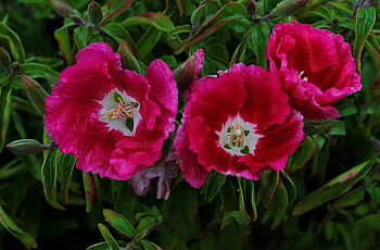 Flowers, Close-Up, Greens, Disbanded, Loose HD wallpaper