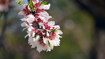 Flowers, Flower, Petals, Branch HD wallpaper