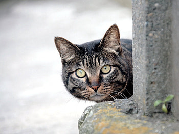 Animals, Cat, Muzzle, Eyes, Sight, Opinion HD wallpaper