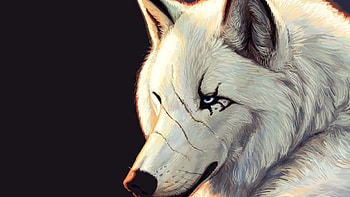 Most Cutest Scary White Wolf Full HD wallpaper