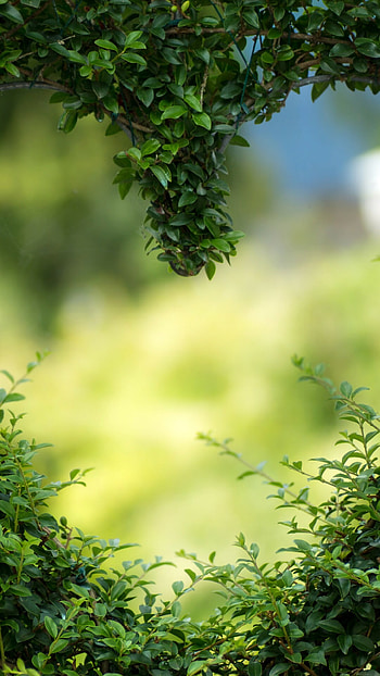 Green hearts leaves, mobiles, , Love nature HD phone wallpaper