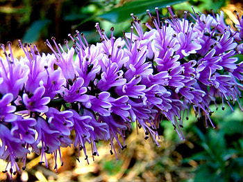 beautiful unusual flowers, purple, nature, nice, flower HD wallpaper