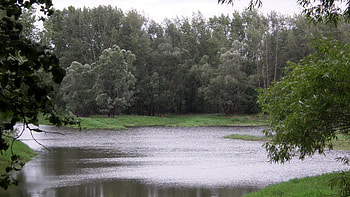 river, grass, forest, tree HD wallpaper