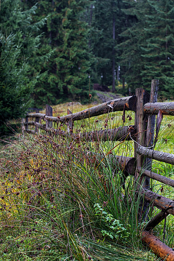 Nature, Trees, Grass, Fence, Logs HD phone wallpaper