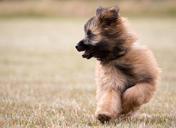Dog, sweet, animal, dogs, cute, beautiful, puppys, puppy, pretty, animals, lovely HD wallpaper