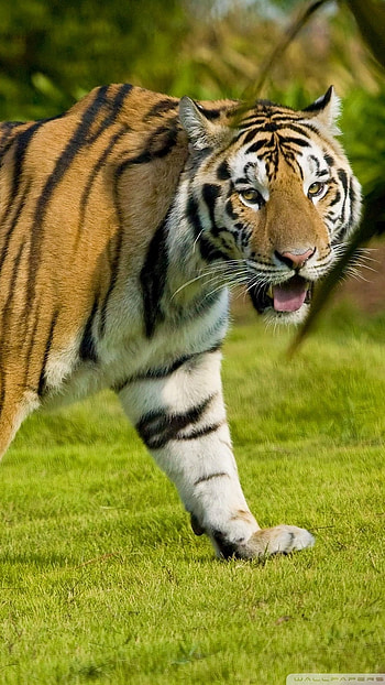 Tiger , Animal Zoo HD phone wallpaper