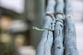 Animals, Snake, Crawl, Small, Petite, Logs HD wallpaper