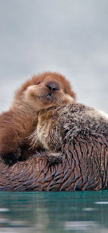 High-definition otter , Optimal viewing pleasure, Awe-inspiring background, Nature's masterpiece HD phone wallpaper