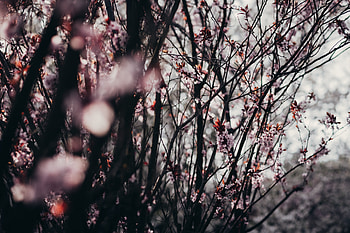 Nature, Flowers, Trees, Sakura, Spring HD wallpaper