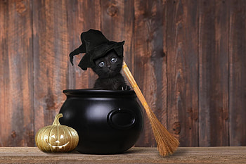 :D, black, cute, funny, cat, witch, pot, hat, kitten, halloween, pumpkin HD wallpaper