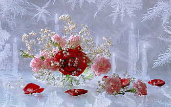 Plants, Flowers, Roses HD wallpaper