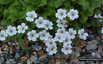 Gypsophila, blue, leaves, petals, flower, green, rocks HD wallpaper