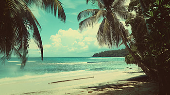 Tropical Beach Paradise with Palm Trees, tropical island, island, beach, palm tree, nature HD wallpaper
