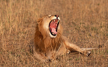 Animals, Savanna, Lion, Africa, Beasts HD wallpaper